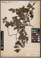 Foto von Salix aurita L.